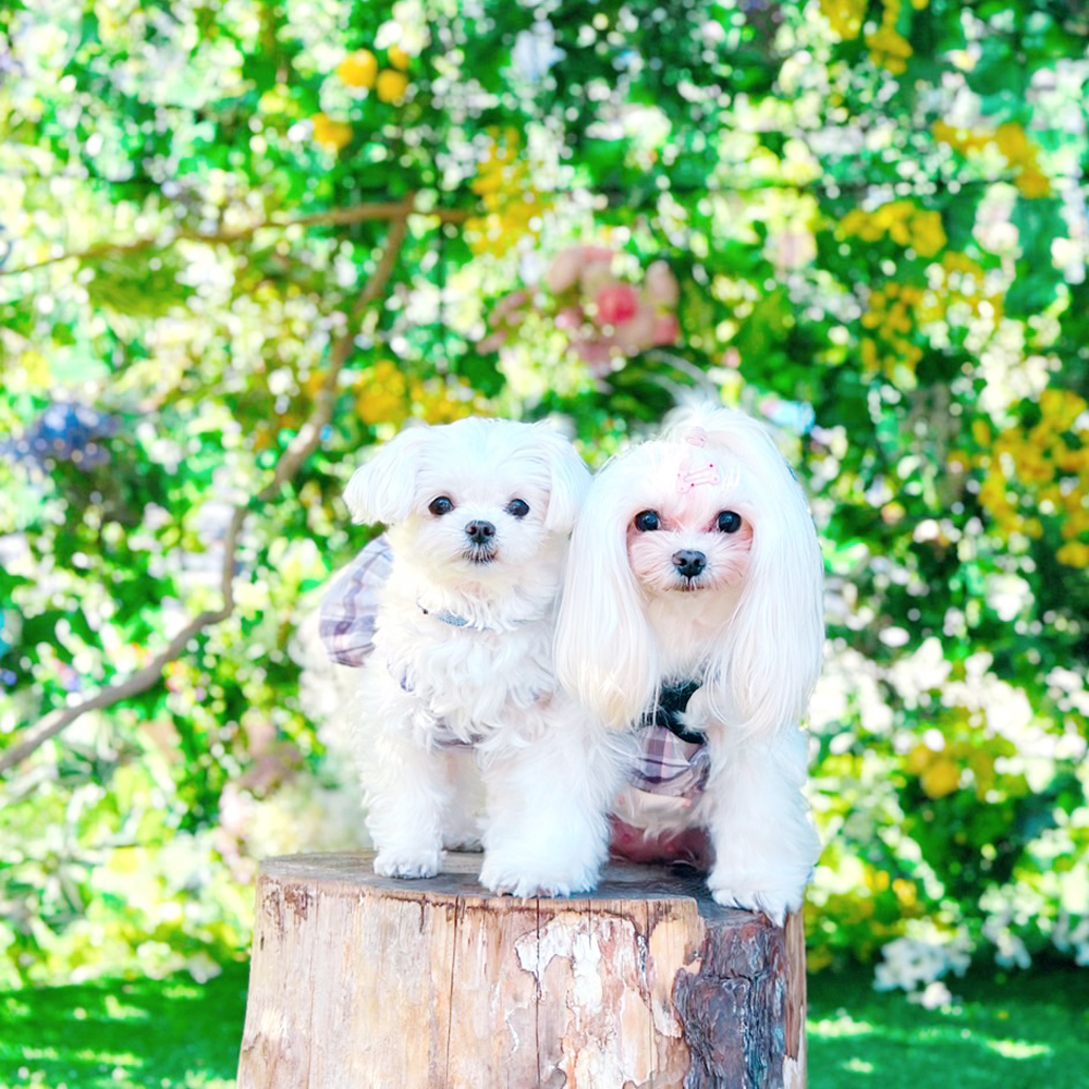 卒業犬ふじちゃんの近況♪